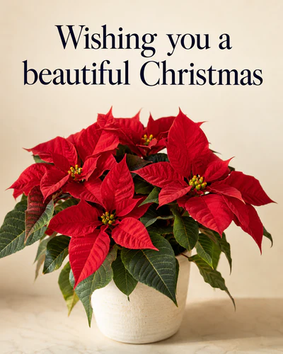 Wishing you a beautiful Christmas